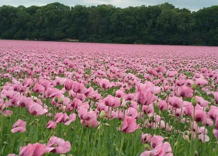 Dom wakacyjny Maison A La Campagne Rots